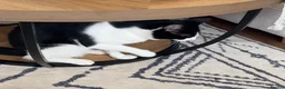 Mixed Breed cats for sale: Equipped texudo male cat - Advert 3