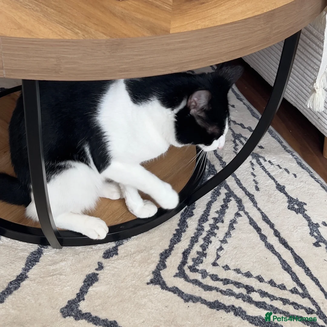 Mixed Breed cats for sale: Equipped texudo male cat - Advert 3