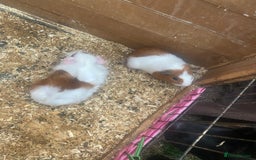 Guinea Pig rodents for sale: Baby guinea pigs - Image 4