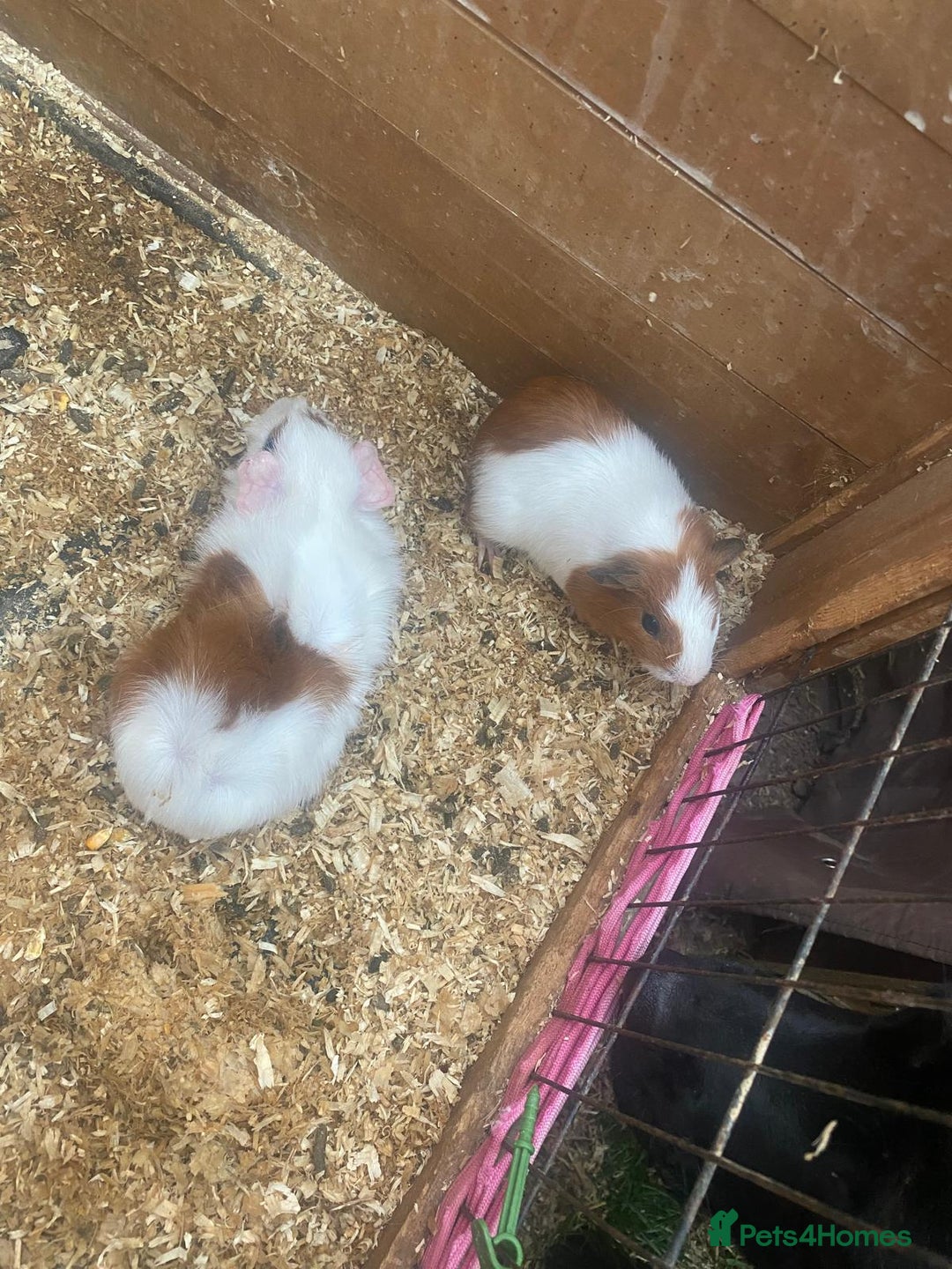Guinea Pig rodents for sale: Baby guinea pigs - Image 4