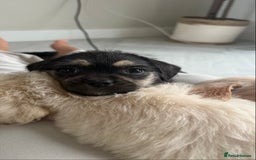 Mixed Breed dogs for sale: 6 fluffy frenchie cross puppies - Image 10