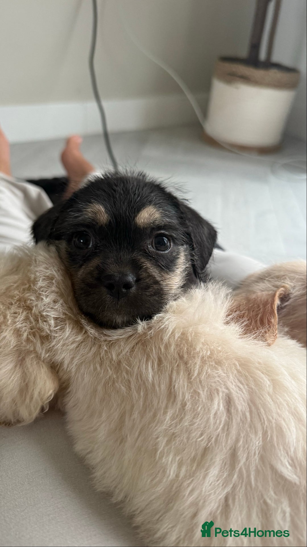 Mixed Breed dogs for sale: 6 fluffy frenchie cross puppies - Image 10