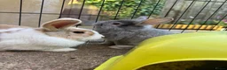 Mixed Breed rabbits for sale: Bunnies for sale *ready to leave* - Advert 5