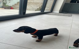Miniature Dachshund dogs for sale: One beautiful Beautiful girl left  💜🐶  - Image 26