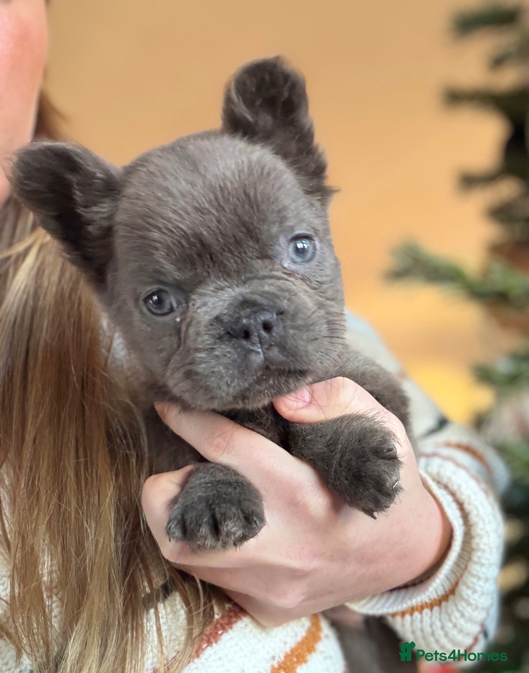 French Bulldog dogs Fluffy French bulldog puppies health clear  - Advert 7