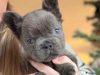 French Bulldog dogs Fluffy French bulldog puppies health clear - Advert 18