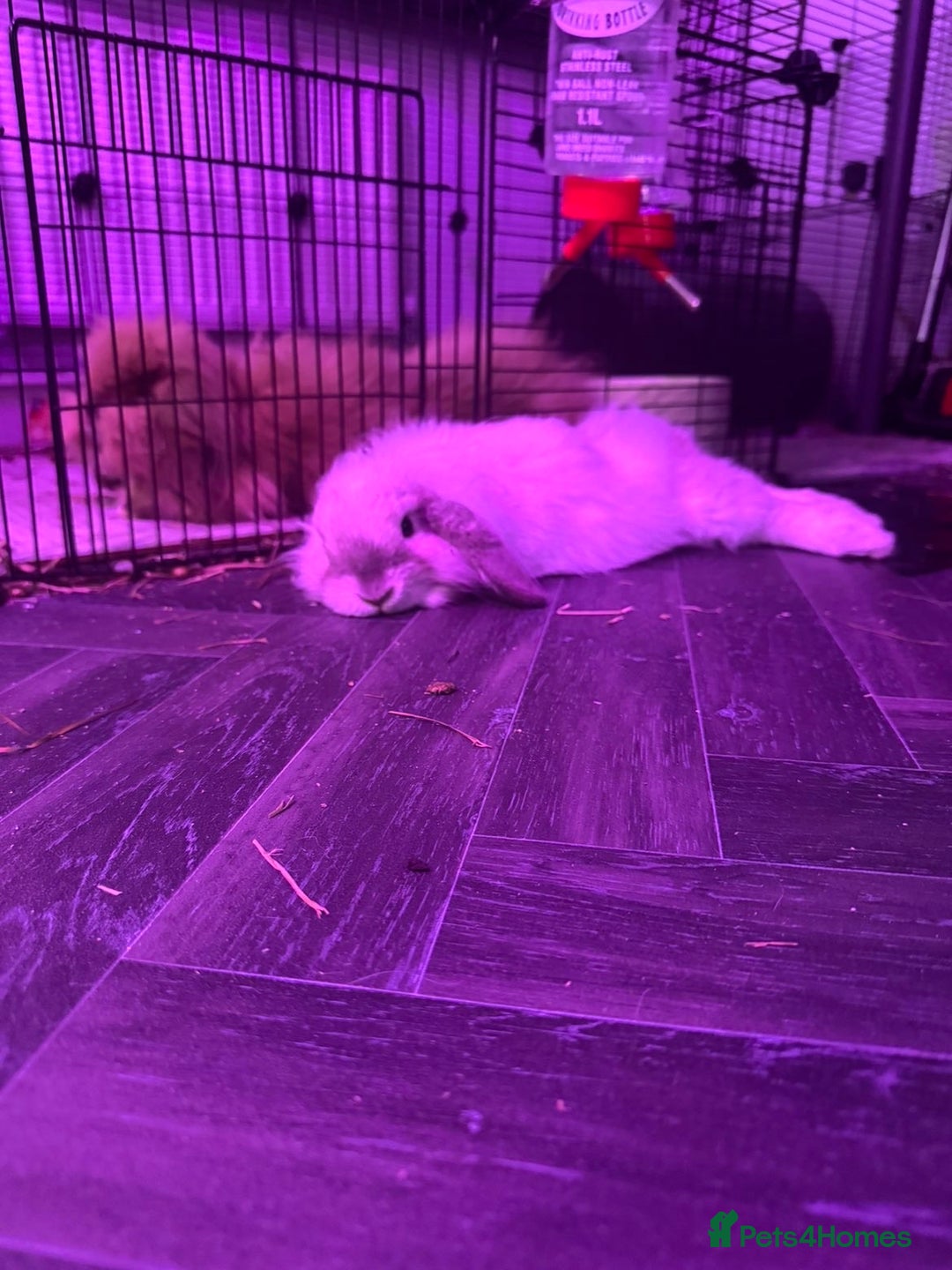 Lionhead rabbits for sale: Neutered lionhead lop rabbits - Advert 6