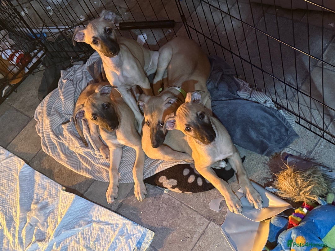 Whippet dogs for sale: Whippet puppies ready for new homes  - Advert 4