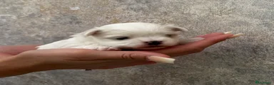 Maltese 2