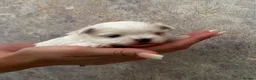 Maltese dogs for sale: One Beautiful Korean Maltese boy left for sale 🐾  - Advert 21