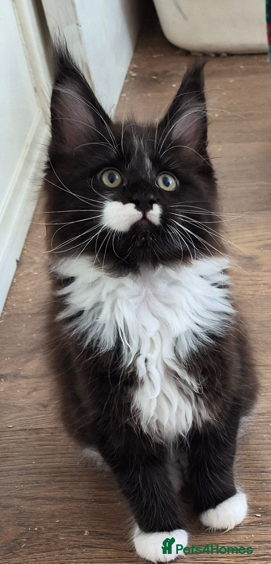 Maine Coon cats XL maine coon kittens for sale  - Advert 5