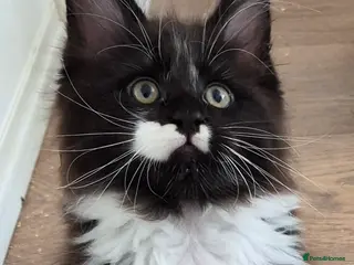 Maine Coon cats XL maine coon kittens for sale - Advert 2