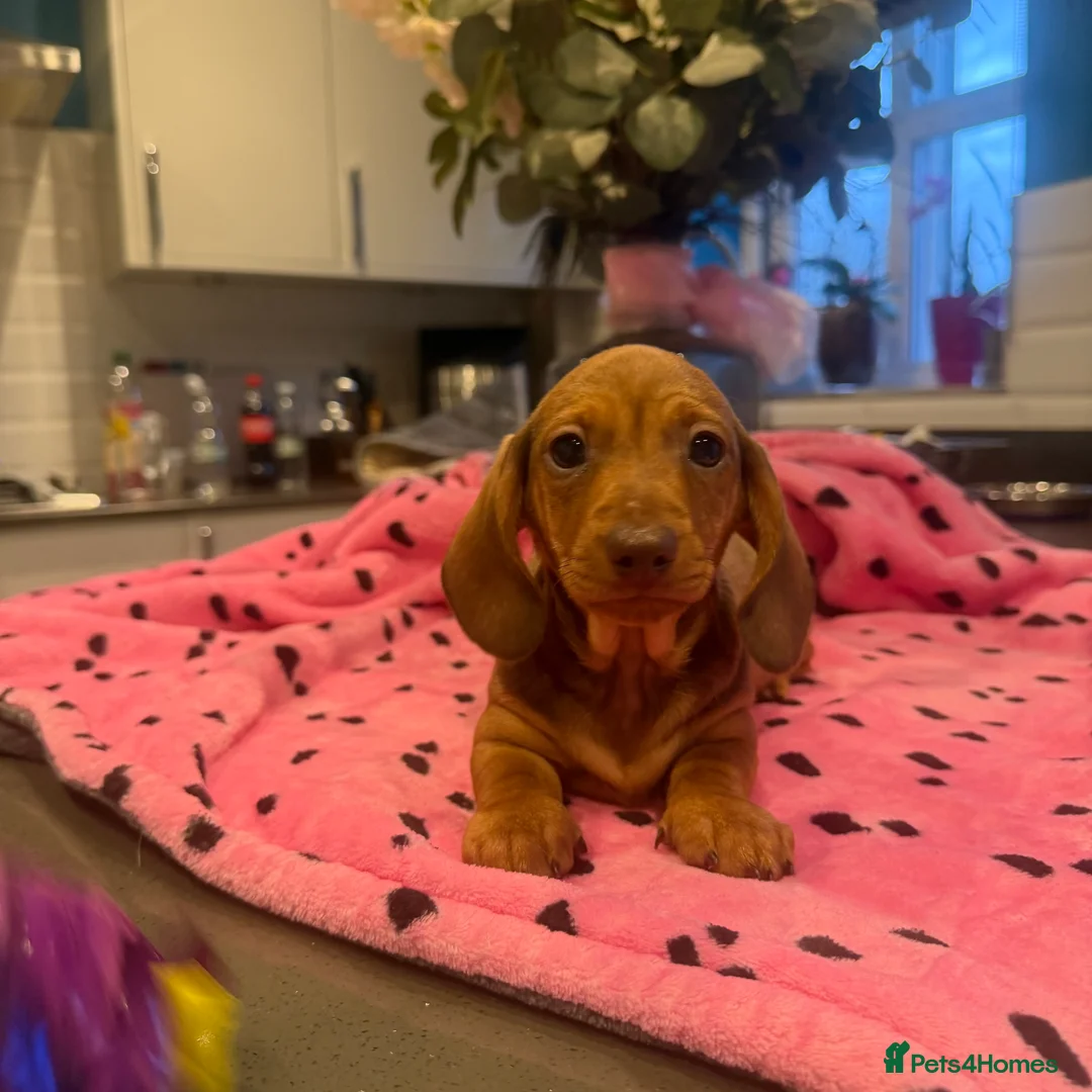 Miniature Dachshund dogs for sale: 1 girl left Ready to go,kc reg and pra clear - Advert 1