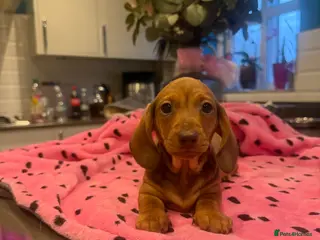 Miniature Dachshund dogs Last 2 Ready to go puppies,kc reg and pra clear - Advert 17