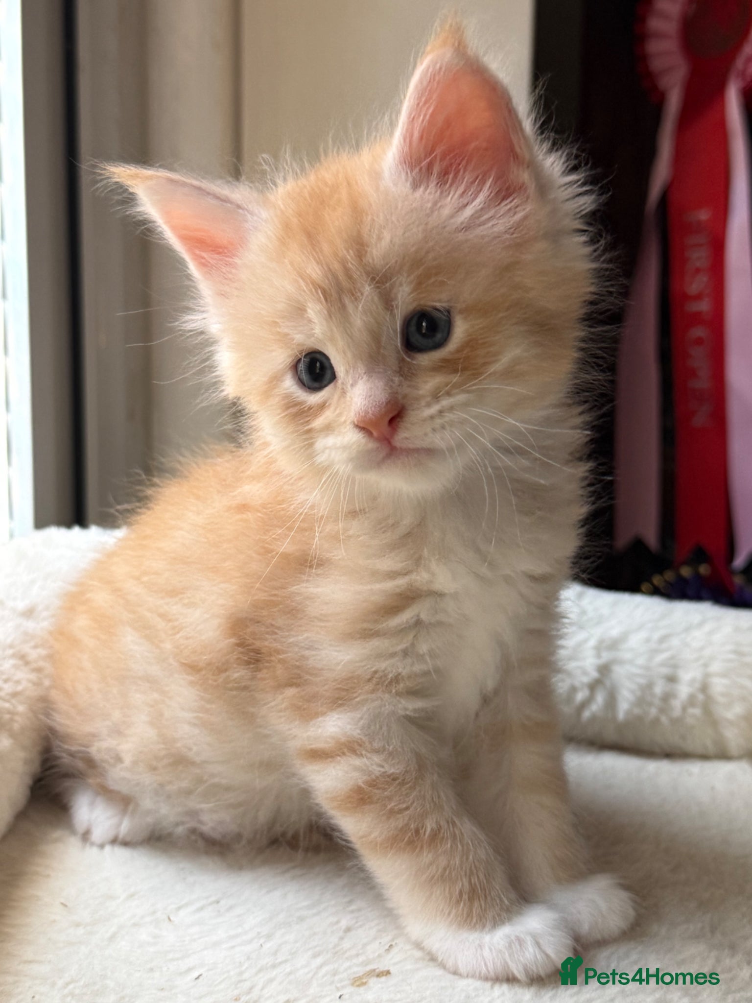 Maine Coon cats Stunning Maine Coon Kittens Red & Tortie Babies - Advert 13