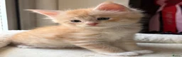Maine Coon cats for sale: TICA Reg Maine Coon Kittens Red & Tortie Babies - Advert 11