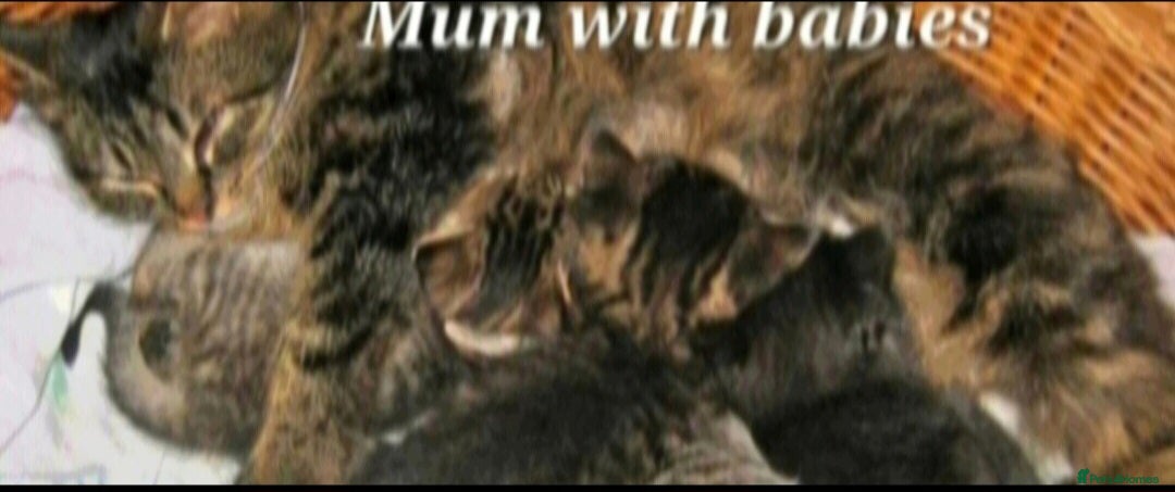 Mixed Breed cats for sale: Beautiful tabby kittens  - Image 4