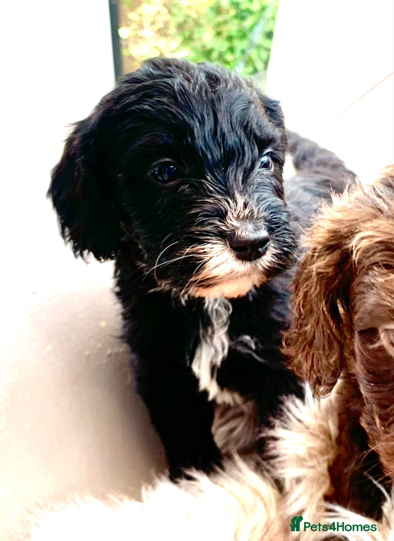 Cockapoo dogs STUNNING F1 COCKAPOO 2 GIRLS. 1 BOY LEFT   - Advert 2