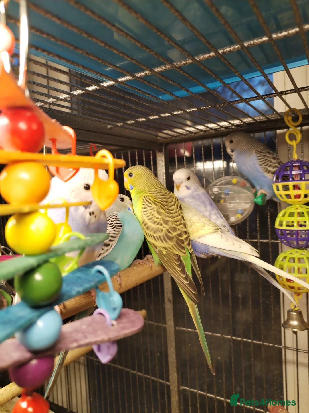 Budgerigars birds for sale: Beautiful baby budgies  - Advert 11