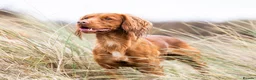 Cocker Spaniel dogs for stud: Red Working Cocker Spaniel Stud - Advert 2