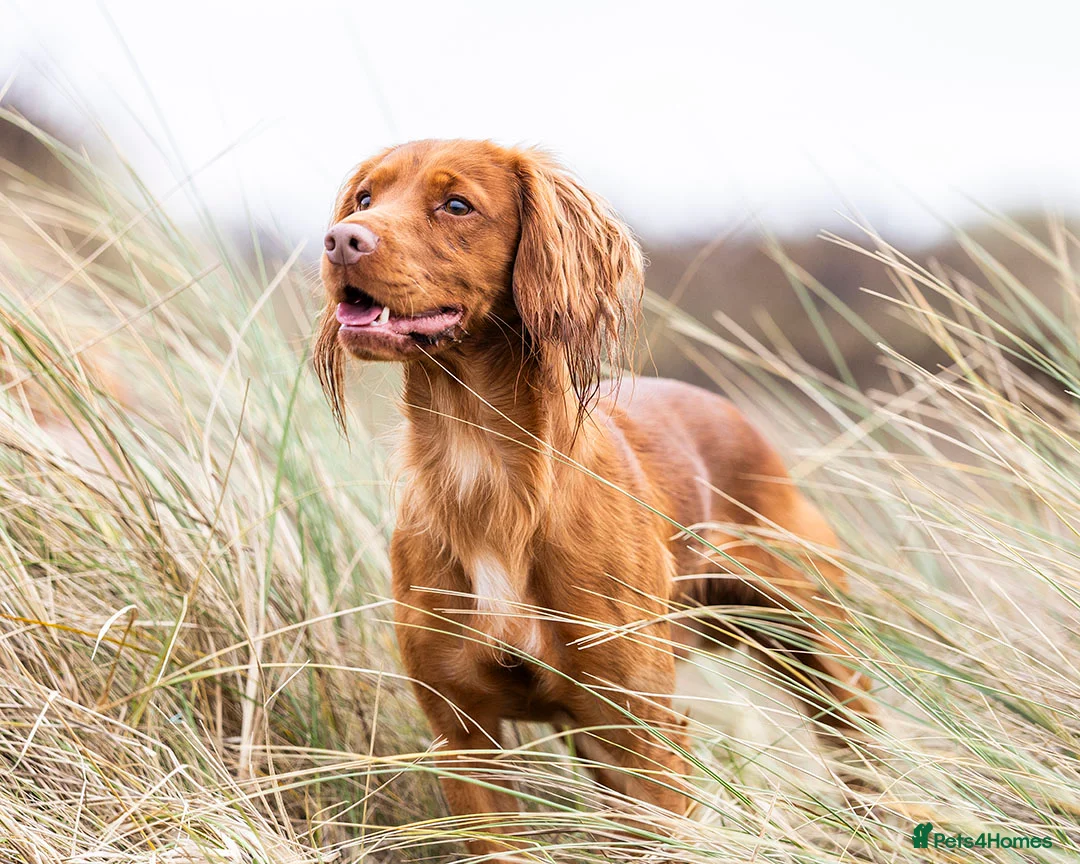 Cocker Spaniel dogs for stud: Red Working Cocker Spaniel Stud - Advert 2