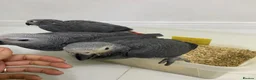 Parrots birds for sale: 2 MALES LEFT Super cuddly baby African greys  - Advert 2