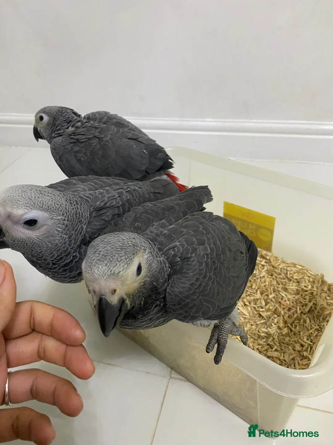 Parrots birds for sale: 2 MALES LEFT Super cuddly baby African greys  - Advert 2