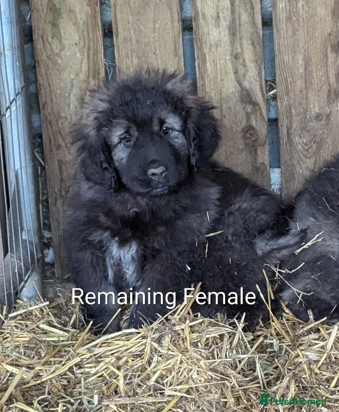 Caucasian Shepherd Dog dogs for sale: Caucasian Shepherd Pups - Advert 2