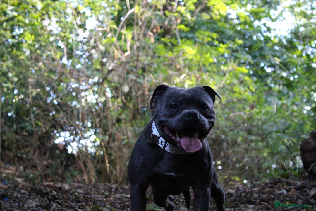 Staffordshire Bull Terrier dogs for stud: CREED NOW AVAILABLE FOR PUBLIC STUD  - Image 4