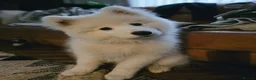 Samoyed dogs for sale: 5month Old Samoyed in Merthyr Tydfil - Advert 32