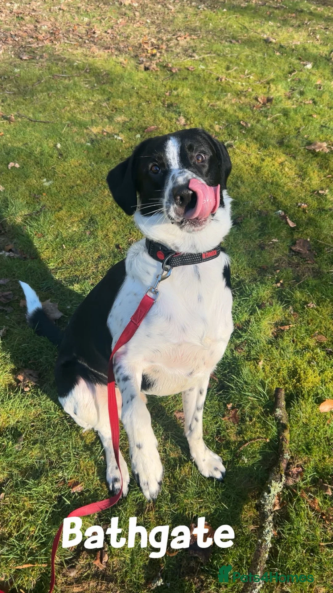 Mixed Breed dogs for stud: Male dog for stud  in Bathgate - Advert 2