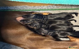 Miniature Dachshund dogs for sale: Miniature Dachshund Puppies - Image 2