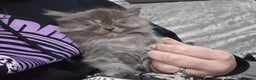 Persian cats for sale: 3 stunning Persian kittens ready now.  - Advert 35