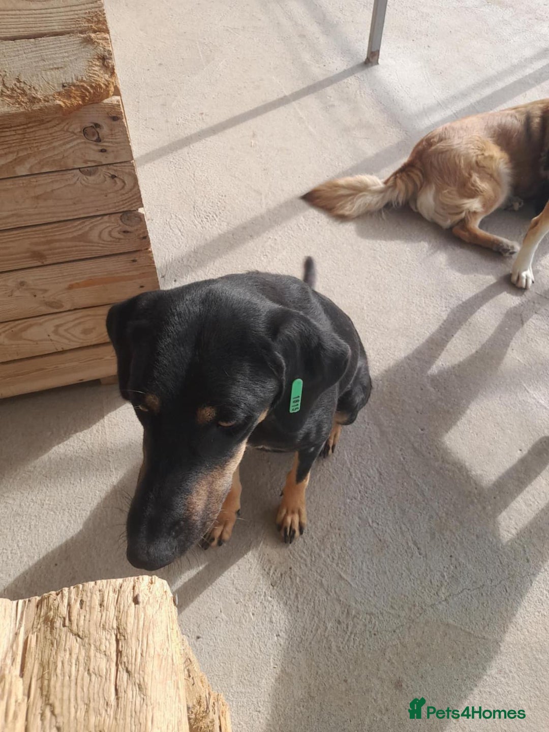 Mixed Breed dogs for adoption: Bella, 2 yrs old. Available for adoption. - Advert 4