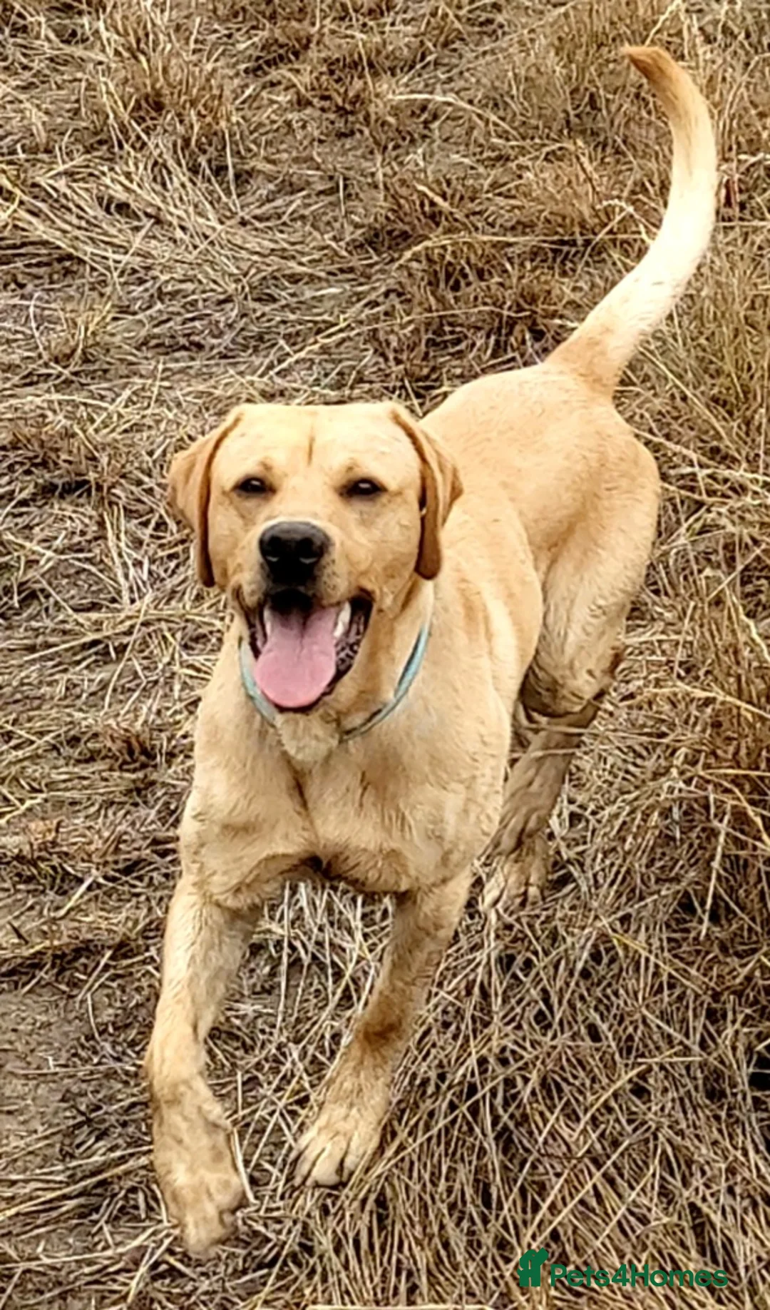 Labrador Retriever dogs for stud: PROVEN LABRADOR KC REG DNA HEALTH TESTED STUD - Advert 2