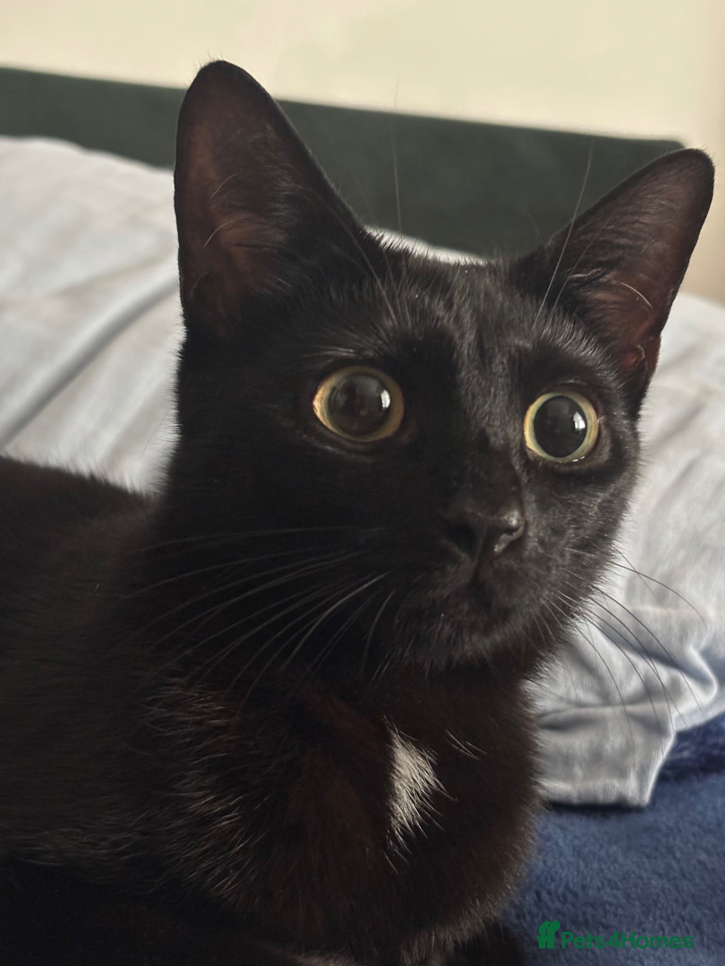 Mixed Breed cats Kittens for Sale ! - Advert 1