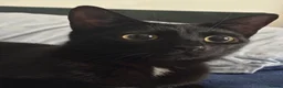 Mixed Breed cats for sale: Kittens for Sale ! - Advert 1