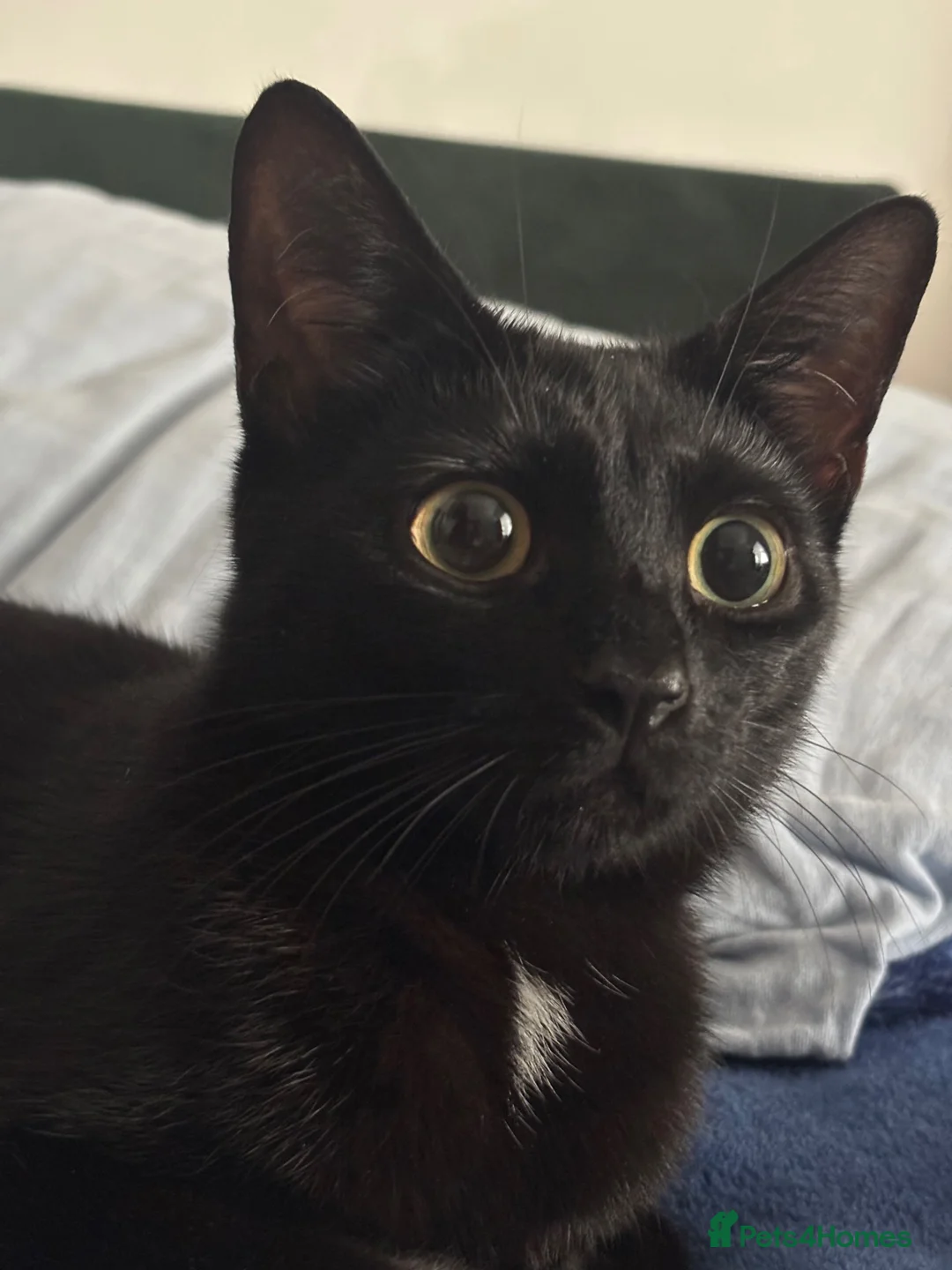 Mixed Breed cats for sale: Kittens for Sale ! - Advert 1