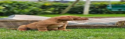 Labrador Retriever dogs for sale: Fox Red Labrador Puppies - Advert 6