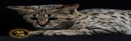 Savannah cats for sale: Stunning F2 Savannah girls - Advert 16