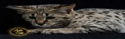 Savannah cats for sale: Stunning rare F2 Savannah - One Remaining! - Advert 6