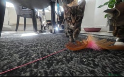 Mixed Breed cats for sale: Three lovely kittens are looking for forever home - Image 28