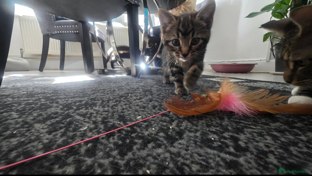 Mixed Breed cats for sale: Three lovely kittens are looking for forever home - Image 28