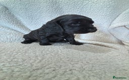Cockapoo dogs for sale: F1b Cockapoo  - Image 3