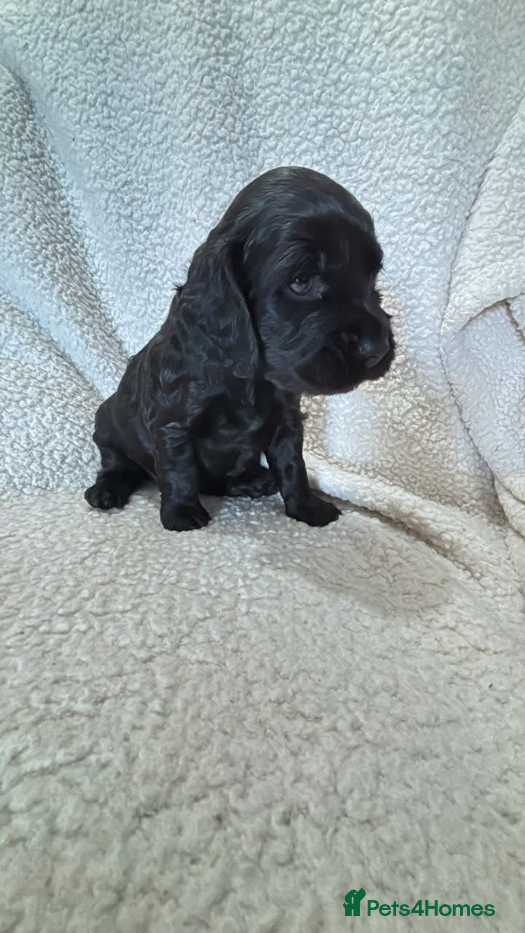 Cockapoo dogs for sale: F1b Cockapoo  - Image 3