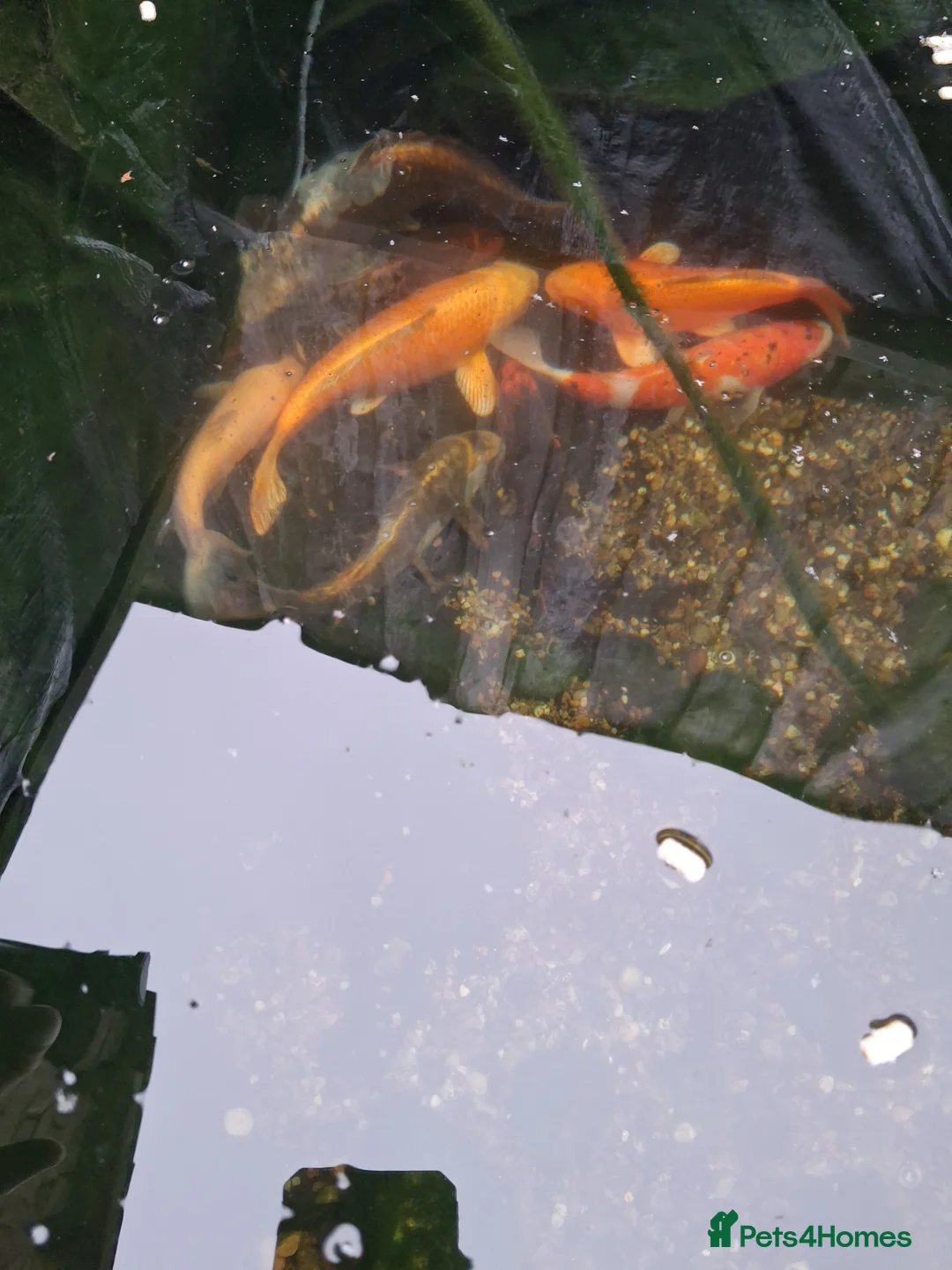 Pond Fish fish for sale: Pond fish koi  in Carterton - Advert 7