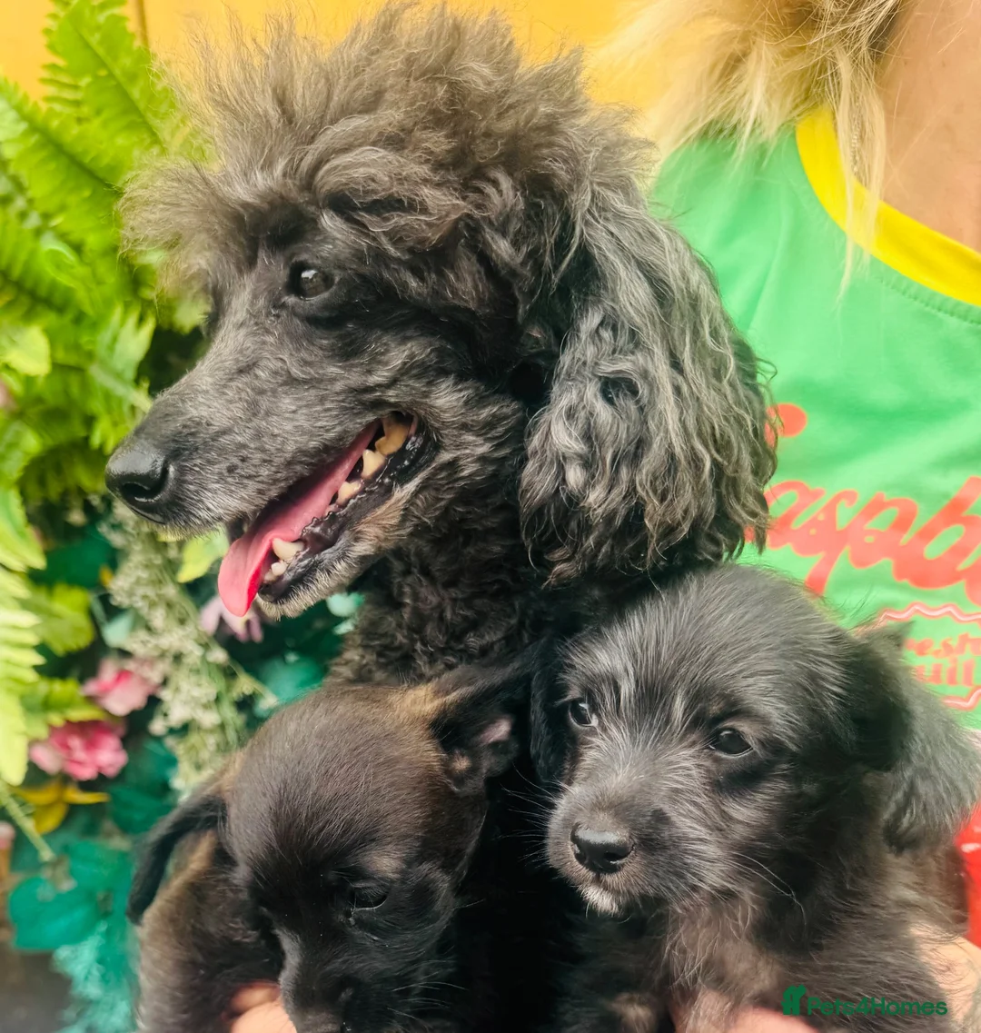 Jackapoo dogs for sale: Tiny jackapoos - Advert 1
