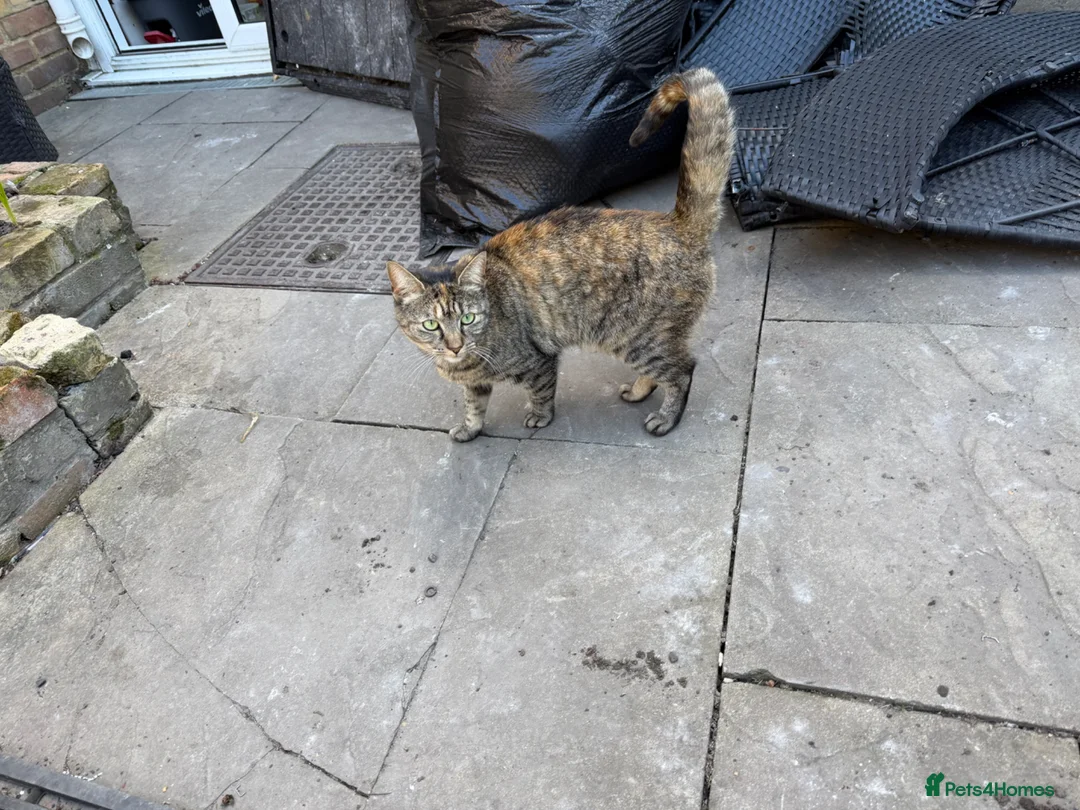 Mixed Breed cats for sale: Sibling Cats (Male/Female) Require Rehoming in London - Advert 5