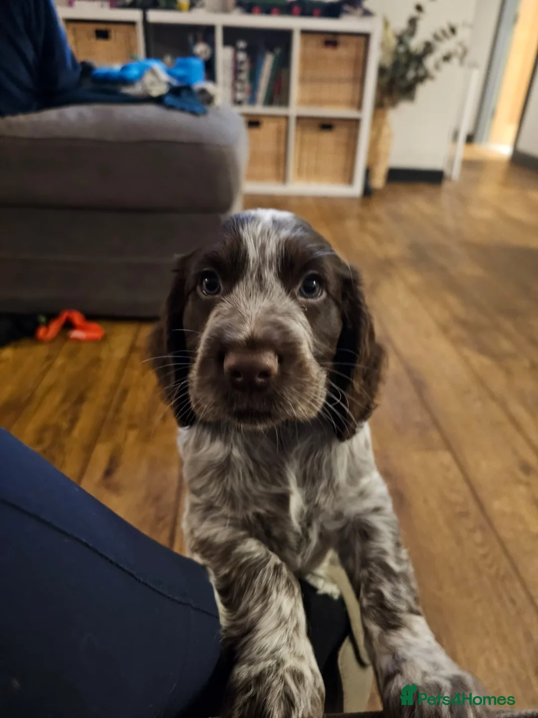 Cocker Spaniel dogs for sale: 2 cocker spaniel puppies for sale  in Prestatyn - Advert 5