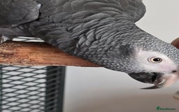 Parrots birds for sale: Timneh african grey  - Image 2